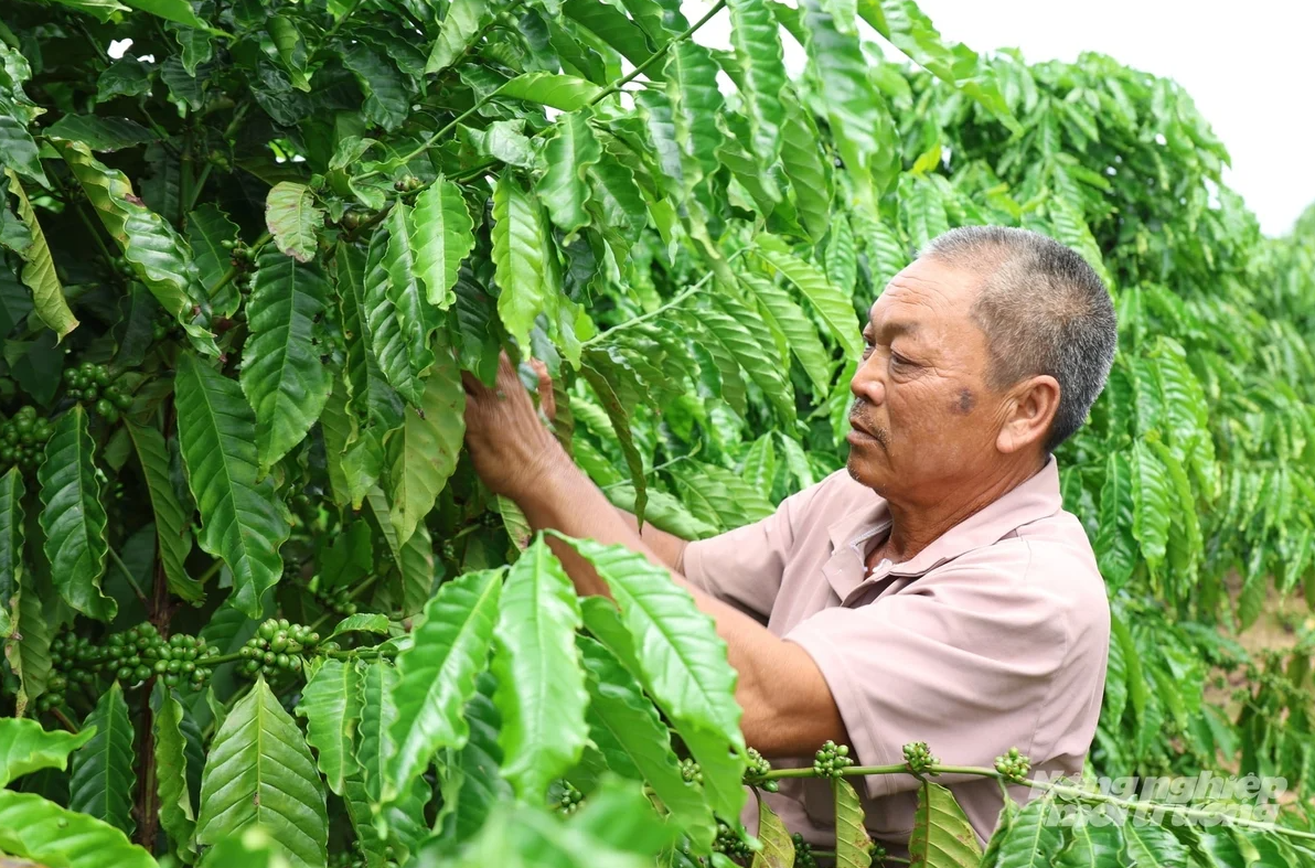 Solutions for Lam Dong coffee to adapt to climate change and meet EUDR requirements